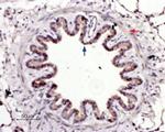 Protease-Activated Receptor-4 (extracellular) Antibody in Immunohistochemistry (Paraffin) (IHC (P))