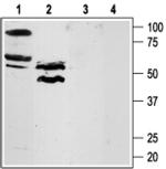 Protease-Activated Receptor-4 (extracellular) Antibody in Western Blot (WB)
