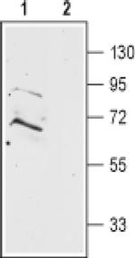 Prokineticin Receptor 2 (extracellular) Antibody in Western Blot (WB)