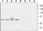 GPR10 Antibody in Western Blot (WB)