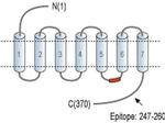 GPR10 Antibody