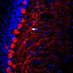 PTGER2 (extracellular) Antibody in Immunohistochemistry (Frozen) (IHC (F))