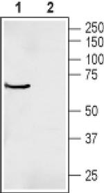 PTGER3 Antibody in Western Blot (WB)