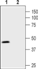 PTGER3 Antibody in Western Blot (WB)