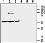 PTGIR (extracellular) Antibody in Western Blot (WB)
