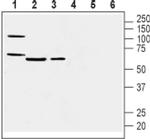 PTGIR (extracellular) Antibody in Western Blot (WB)