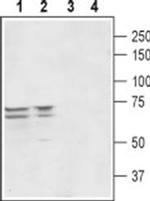 PEX5L Antibody in Western Blot (WB)