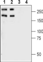 Plexin-A1 (extracellular) Antibody in Western Blot (WB)