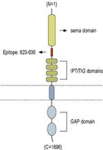 Plexin-A1 (extracellular) Antibody