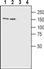 Caspr2 Antibody in Western Blot (WB)