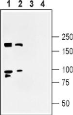 SHANK3 Antibody in Western Blot (WB)