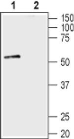 Syntrophin alpha-1 Antibody in Western Blot (WB)