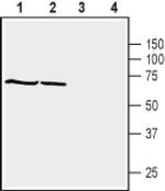 SNTB1 Antibody in Western Blot (WB)
