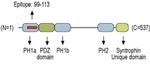 SNTB1 Antibody