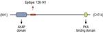AKAP5 Antibody