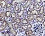 Aquaporin 1 Antibody in Immunohistochemistry (Paraffin) (IHC (P))