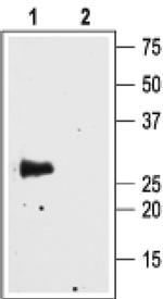 Aquaporin 4 Antibody in Western Blot (WB)