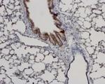 Aquaporin 8 Antibody in Immunohistochemistry (Paraffin) (IHC (P))