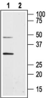 Aquaporin 8 Antibody in Western Blot (WB)