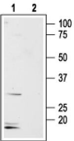 Aquaporin 8 Antibody in Western Blot (WB)
