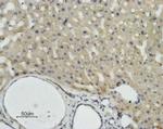 Aquaporin 9 Antibody in Immunohistochemistry (Paraffin) (IHC (P))