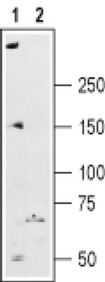 RyR2 Antibody in Western Blot (WB)