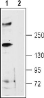 RyR3 Antibody in Western Blot (WB)