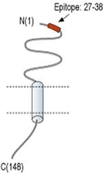 RAMP1 (extracellular) Antibody