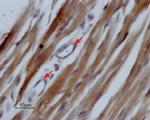 SCN5A Antibody in Immunohistochemistry (Paraffin) (IHC (P))