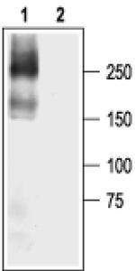 SCN5A Antibody in Western Blot (WB)