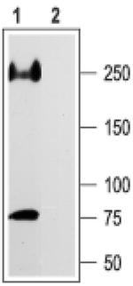 SCN5A Antibody in Western Blot (WB)