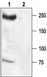 SCN8A Antibody in Western Blot (WB)