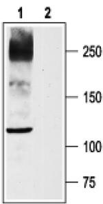 SCN10A Antibody in Western Blot (WB)