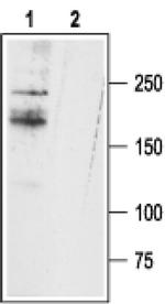 SCN11A Antibody in Western Blot (WB)