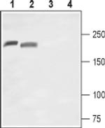 SCN10A (extracellular) Antibody in Western Blot (WB)