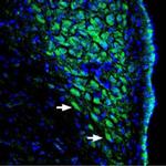 pan ASIC (extracellular) Antibody in Immunohistochemistry (Frozen) (IHC (F))