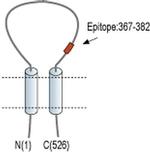 pan ASIC (extracellular) Antibody