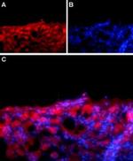 SCN1B (extracellular) Antibody in Immunohistochemistry (IHC)