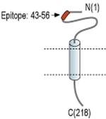 SCN1B (extracellular) Antibody