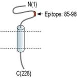 SCN4B (extracellular) Antibody