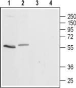 HTR3A Antibody in Western Blot (WB)