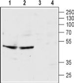 HTR3B (extracellular) Antibody in Western Blot (WB)