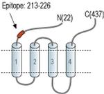 HTR3B (extracellular) Antibody