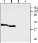HTR5B (extracellular) Antibody in Western Blot (WB)