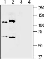 SEMA3A Antibody in Western Blot (WB)