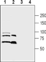 SEMA3A Antibody in Western Blot (WB)