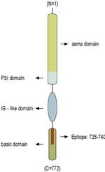 SEMA3A Antibody
