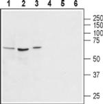 AVPR1A Antibody in Western Blot (WB)