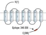 Oxytocin Receptor Antibody