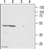 ZACN (extracellular) Antibody in Western Blot (WB)